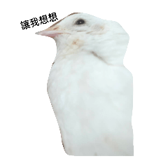 Wayne_20250222120539