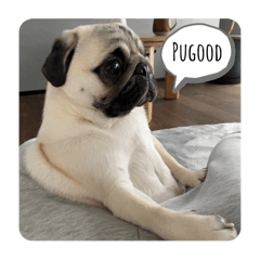 まめぞうのいる生活2