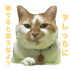 りんちゃんとこはくくん