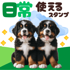 日常使える♡バーニーズマウンテン