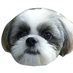 シーズーのかん太　顔だけ