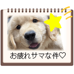 レオンたんの日常な件