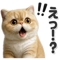 毎日使いやすい！エキゾチックショートヘア