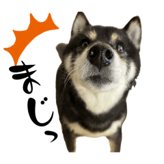 黒柴【せんちゃん】スタンプ③