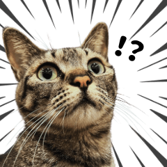 毎日使える!実写ねこスタンプ