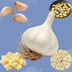 にんにく　実写