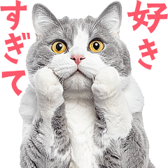 好きすぎて〇〇デブ猫の逆襲★リアル猫