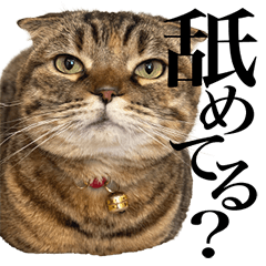 まつたけ日和【不機嫌な猫シリーズ】