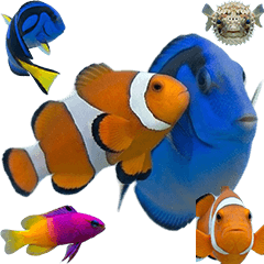 BIG! カクレクマノミとナンヨウハギ