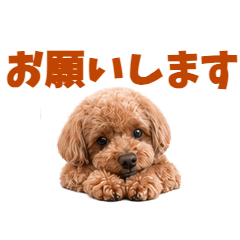 anのゆるかわトイプードル