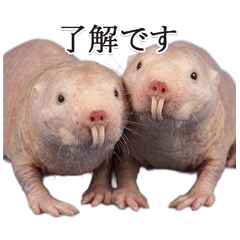 BIG! ずっと使えるハダカデバネズミ