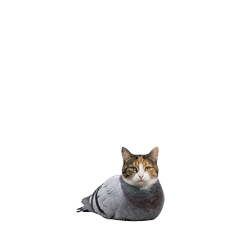 【小さく表示される】鳩ねこ