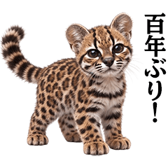 ティルカヨ