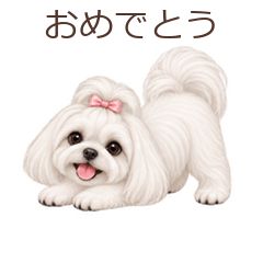 ふわふわマルチーズの日常【動く】