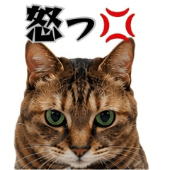 うちのにゃんこ♡毎日使える猫スタンプ
