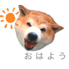 柴犬 Lineスタンプ Lineスタンプマニア クリエイターズスタンプ