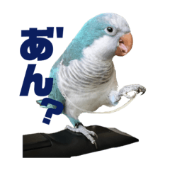 オキナインコのらむちゃんと仲間達