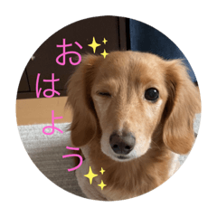 ぽこちゃんスタンプ⭐︎