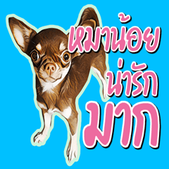 Very cute little dog 2021