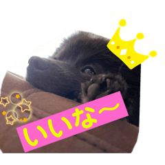 さすけポメスタンプ‼︎