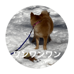 雪景色の愛犬スタンプ