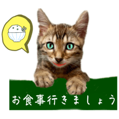 猫ちゃんの癒される日常♯3敬語