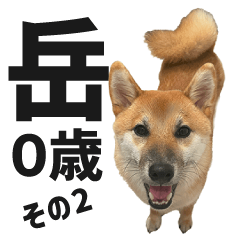 柴犬の岳 0歳 その2