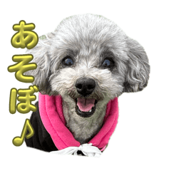 おばあちゃん3匹とやんちゃボーイ