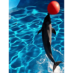 背景が動く▶︎✨元気で可愛いイルカショー✨