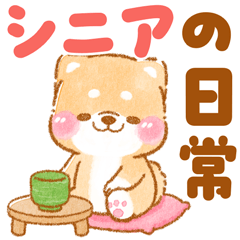 シニアの日常❤️いやしばいぬ❤️柴犬/敬語