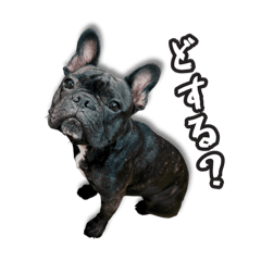 黒フレブル 〜ボクの日常編〜