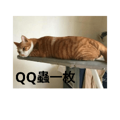 Love Q Cat 2