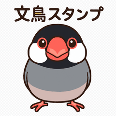 文鳥のハッピーな毎日