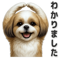 【敬語】使いやすい！シーズー