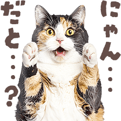 デブ猫の逆襲2★猫語にゃんとも！リアル猫