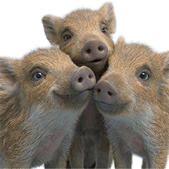 BIG! ウリボー　実写