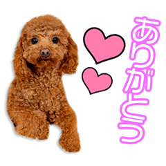 伊藤家のラテちゃん