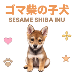 ゴマ柴犬♡子犬の日常スタンプ/ 日英