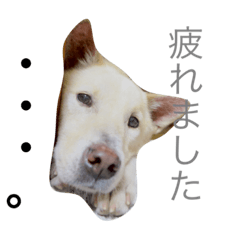 愛犬はじめ