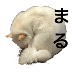 オトナのポメ柴レンジー