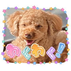 timtim  cute toy poodle３