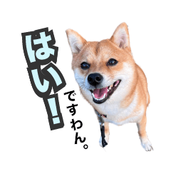 【修正版】柴犬ティモの日常会話スタンプ