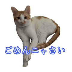 愛猫じゅらくんスタンプ