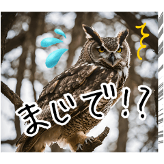 フクロウのリアクション