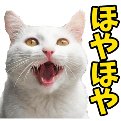 福井弁☆にゃんこ