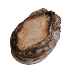 Fresh and delicious abalone