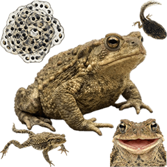 ヒキガエル　実写