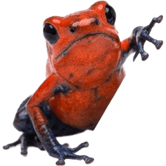 BIG! イチゴヤドクガエル　実写