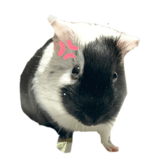 ちるたんたんたん