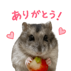 ちょこんとハムちゃんの日常スタンプ